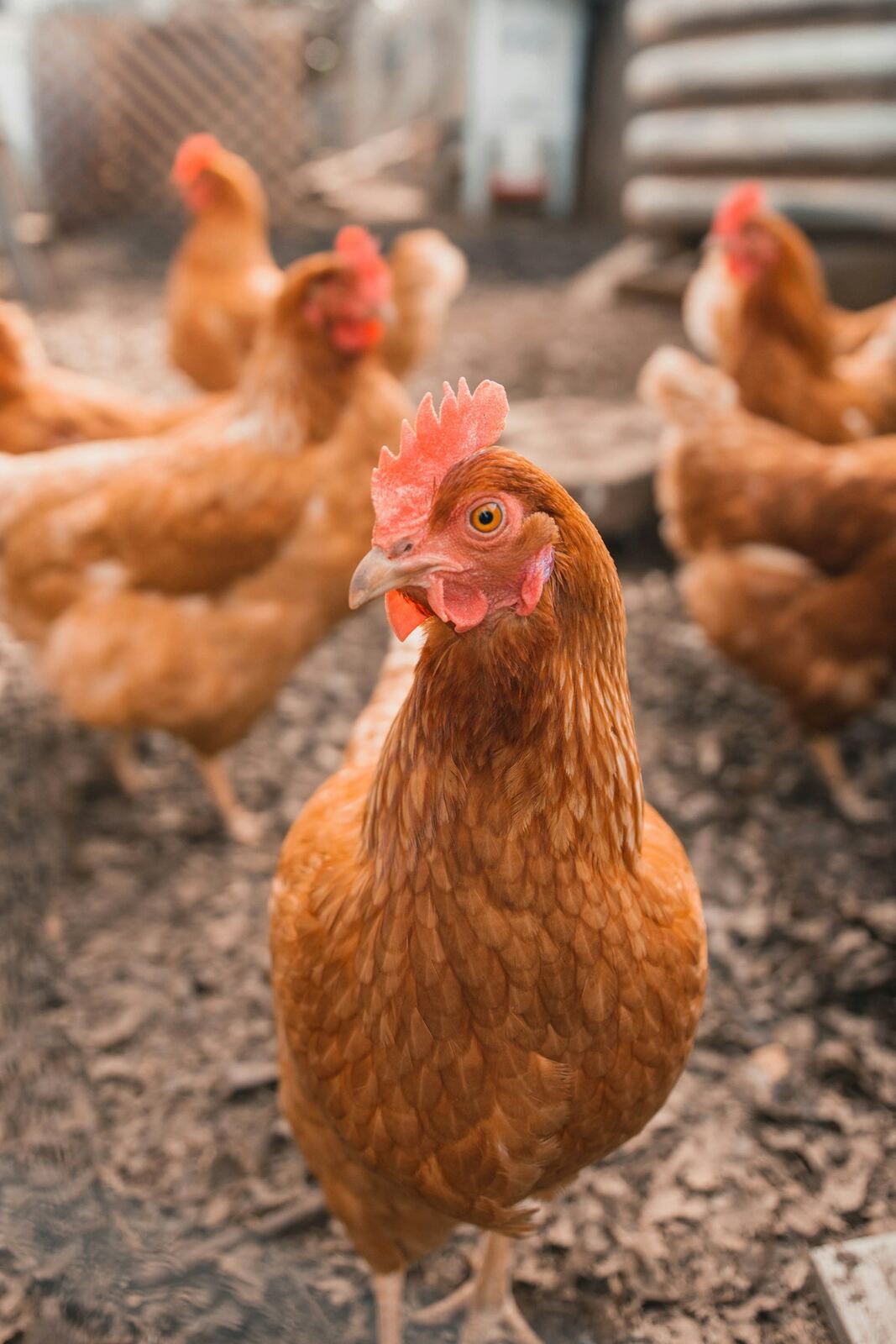 Healthy laying hens on a poultry farm