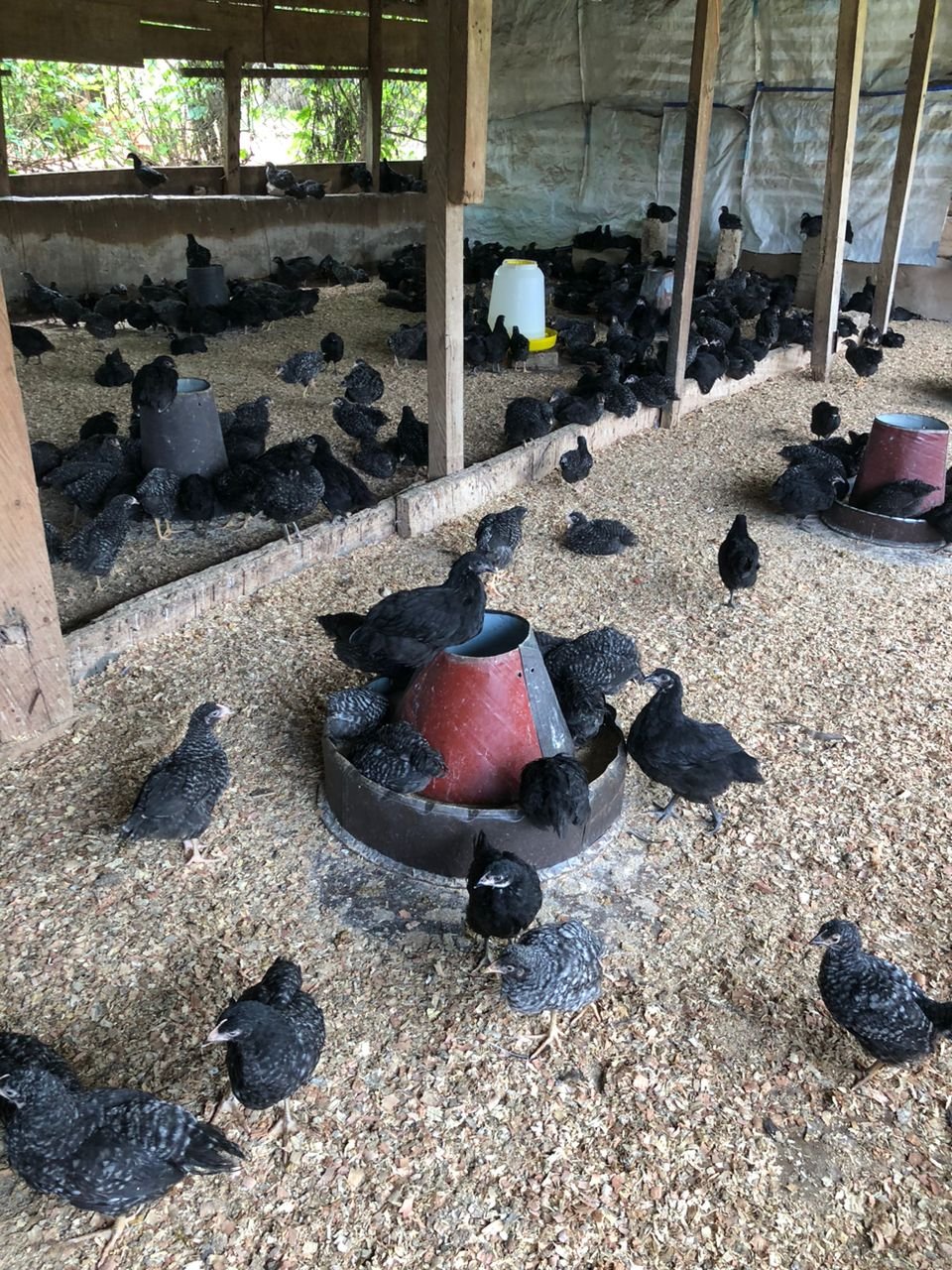 Plymouth Rock Day old Chicks (50 pcs) - Image 2