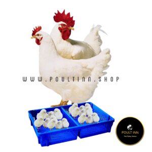 Imported Ross 308 Broiler Chicks