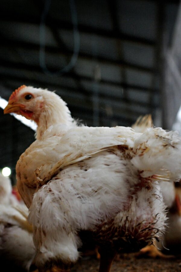 Imported Ross 308 Broiler Chicks - Image 2
