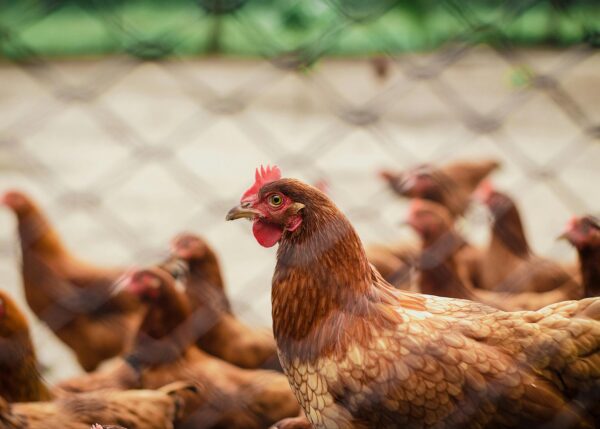 Imported Hyline Brown layer Chicks - Image 2