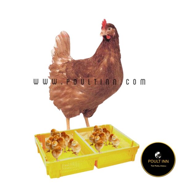 Imported Hyline Brown layer Chicks