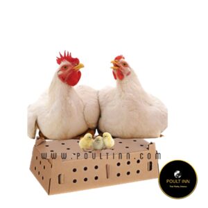 Cobb 500 Broiler Chicks