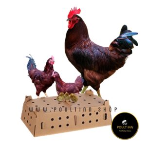 Rhode Island Red Chicks