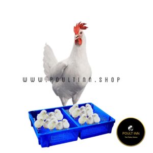 Imported Hyline White Day old Chicks