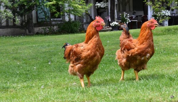 Sasso chicken - Image 2