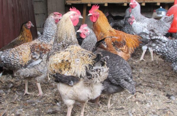Kuroiler Day-Old Chicks - Image 2