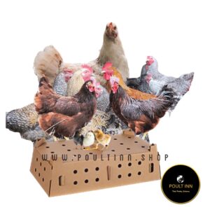 Kuroiler Day-Old Chicks