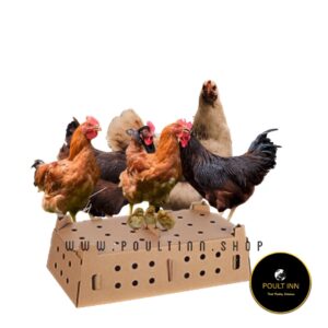 Sasso chicken