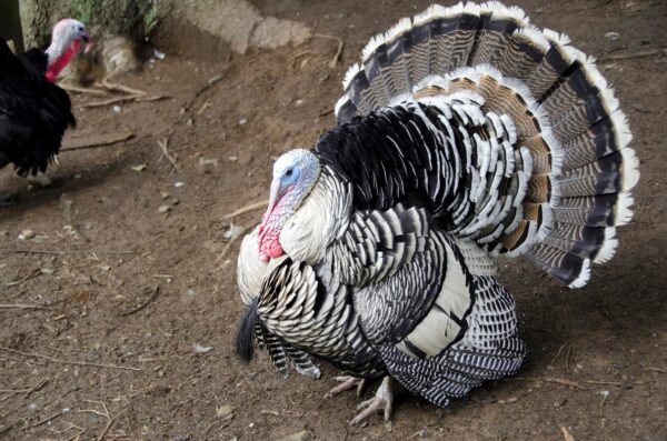 Turkey Poults (10pcs) - Image 2