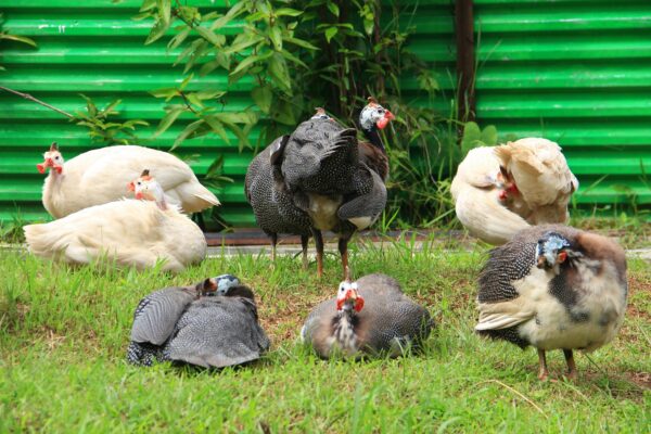 Guinea Fowl Keets - Image 3