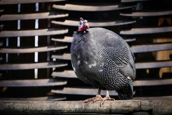 Guinea Fowl Keets - Image 2