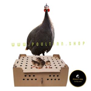 Guinea Fowl Keets