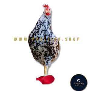 Exchequer Leghorn Layer