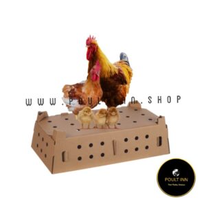 Granger Day old Chicks (50pcs)